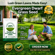 🔥Last Day Promotion 49% OFF🔥🌱2026 Evergreen Dwarf Grass Seed for Four Seasons| Durable, Vibrant Green All Year