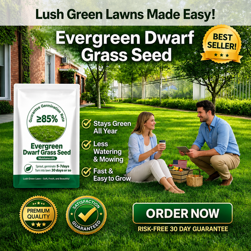 🔥Last Day Promotion 49% OFF🔥🌱2026 Evergreen Dwarf Grass Seed for Four Seasons| Durable, Vibrant Green All Year