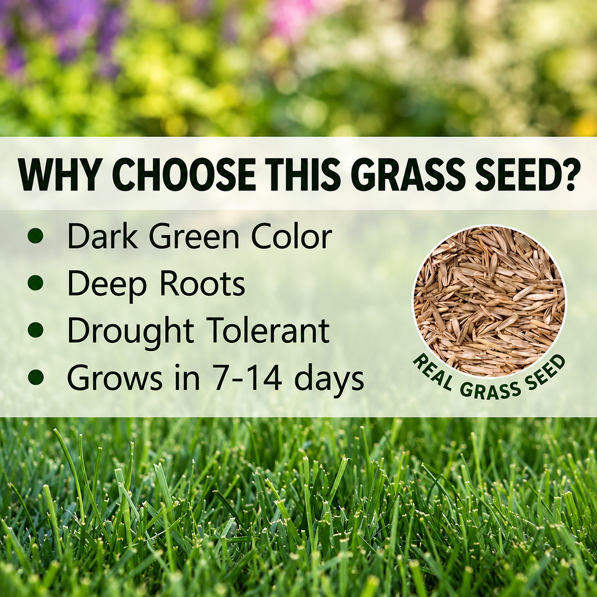 🔥Last Day Promotion 49% OFF🔥🌱2026 Evergreen Dwarf Grass Seed for Four Seasons| Durable, Vibrant Green All Year